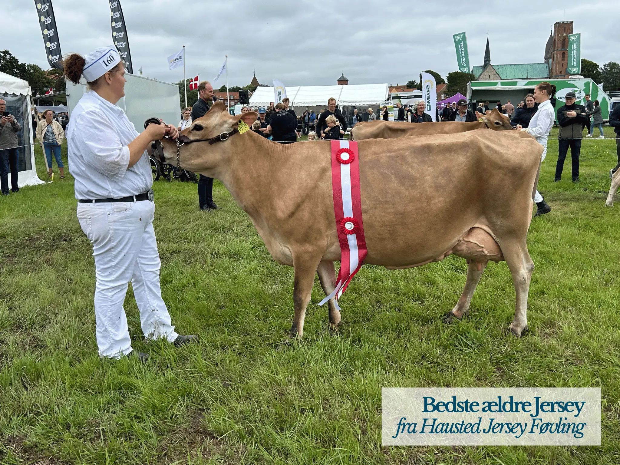 Bedste Ældre Jersey, Ribe Dyrskue 2025