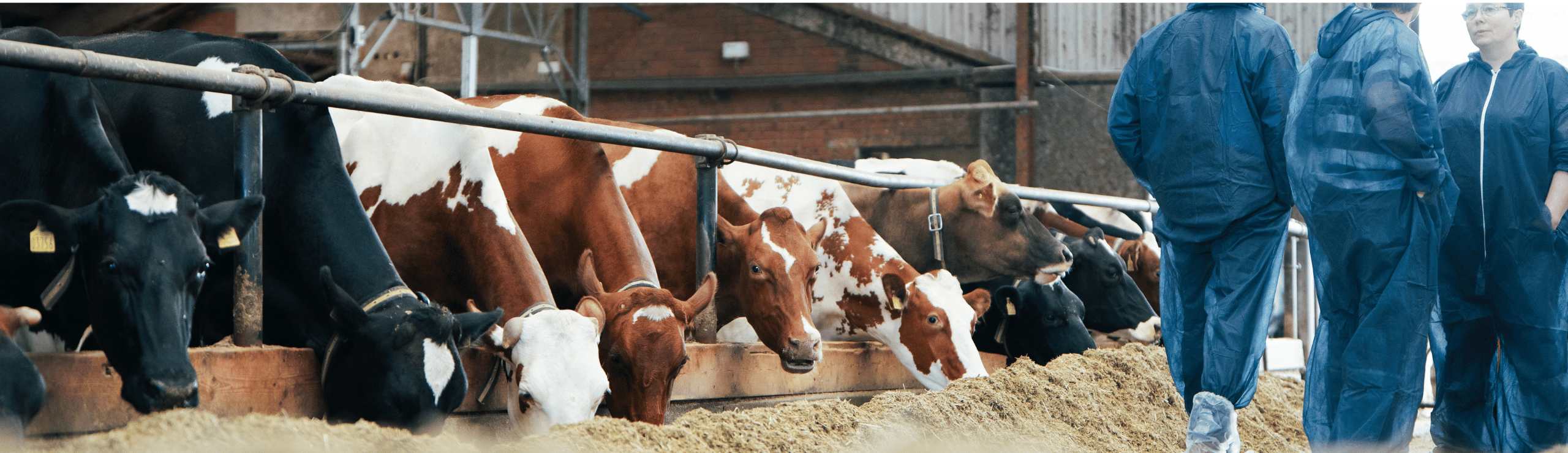 DRH Køer Ved Årsmødet 2025