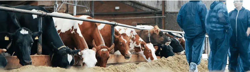 DRH Køer Ved Årsmødet 2025