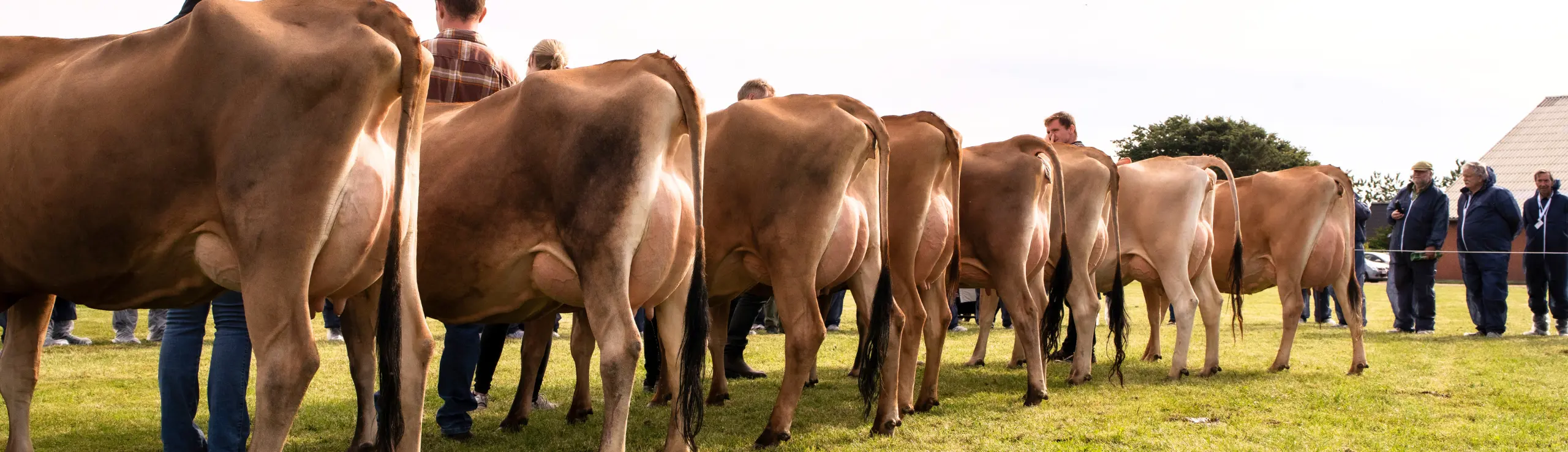 En Række Jerseykøer Til Jersey Verdenskongres 2024