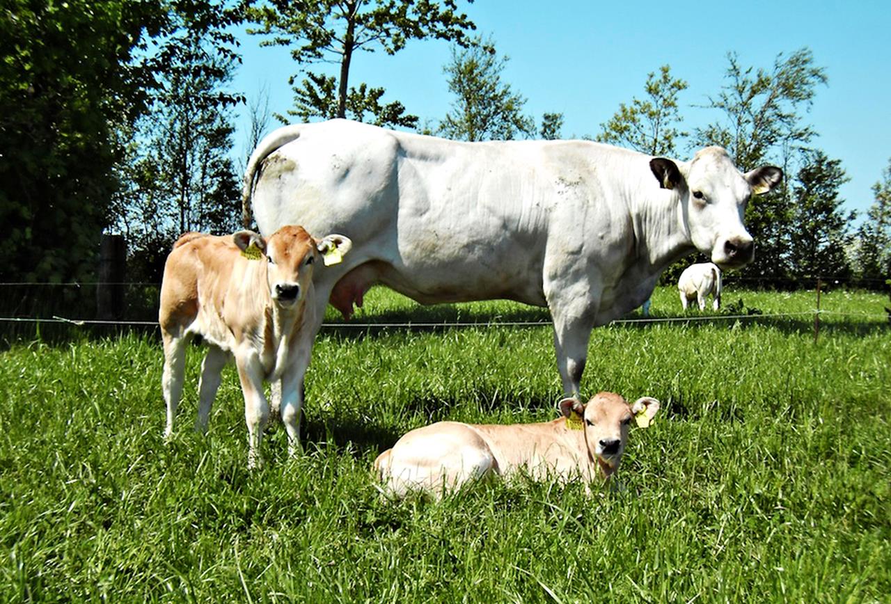 Piemontese 2 Srgb Web