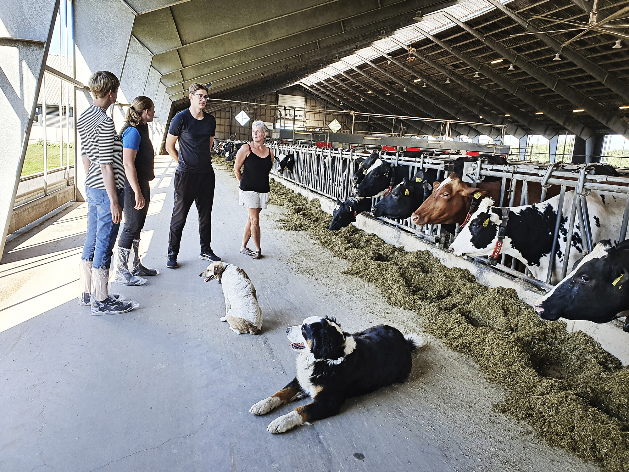 Simherd Crossbreed Prio 1 F1