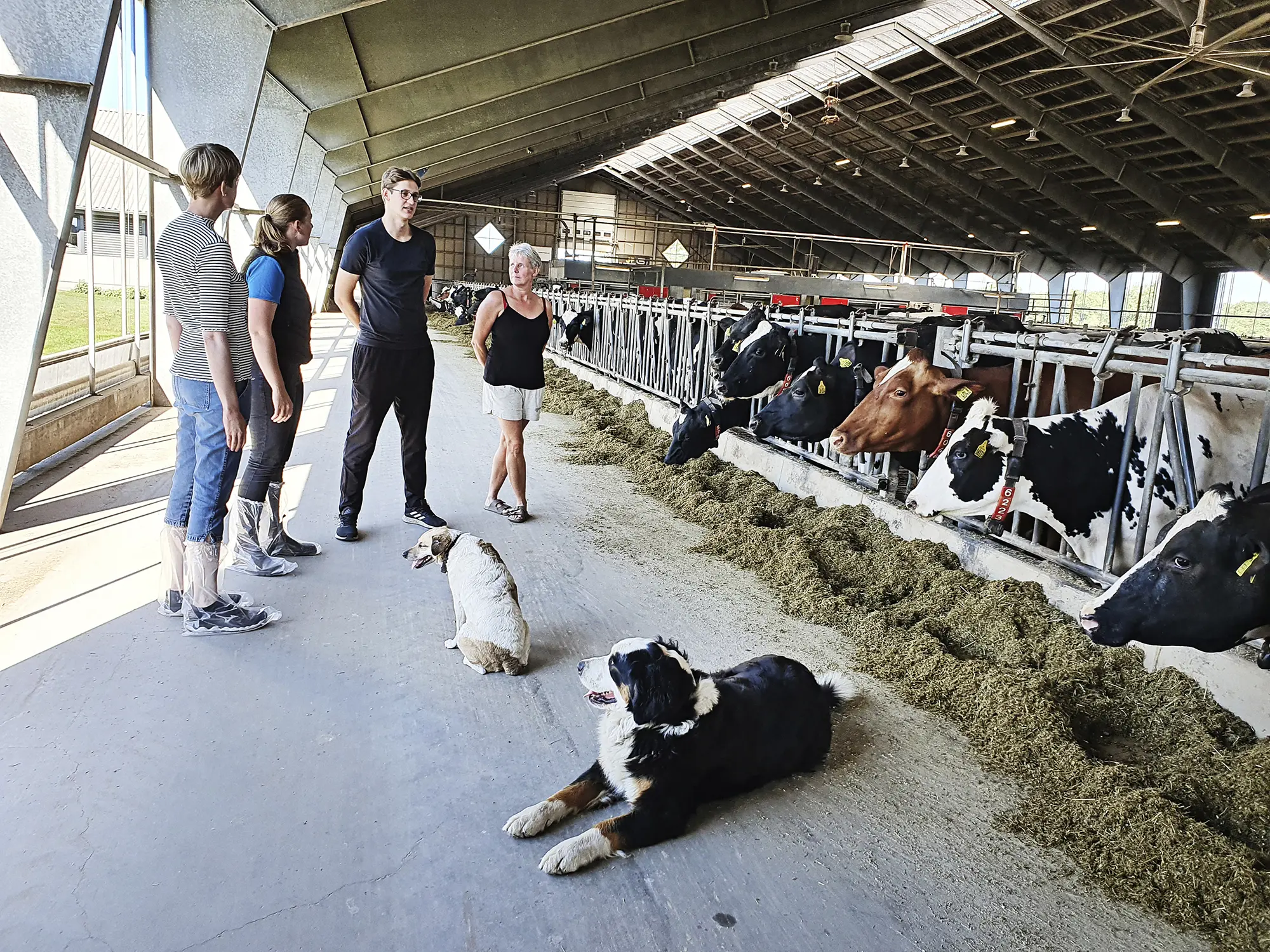 Simherd Crossbreed Prio 1 F1