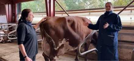 Syvendekalvskoen Efter VR Ultra Der Har Rundet 90.000 Kg EKM Og Vinder Af Sundhedsprisen