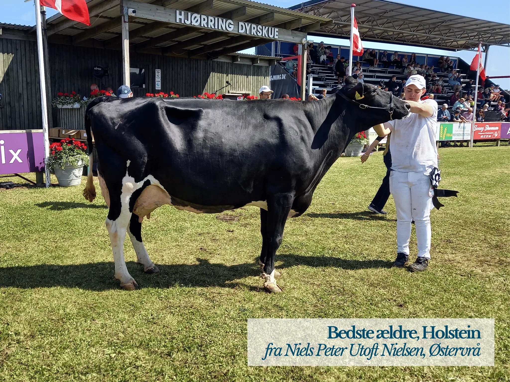 Bedste Ældre Holstein, Hjørring Dyrskue