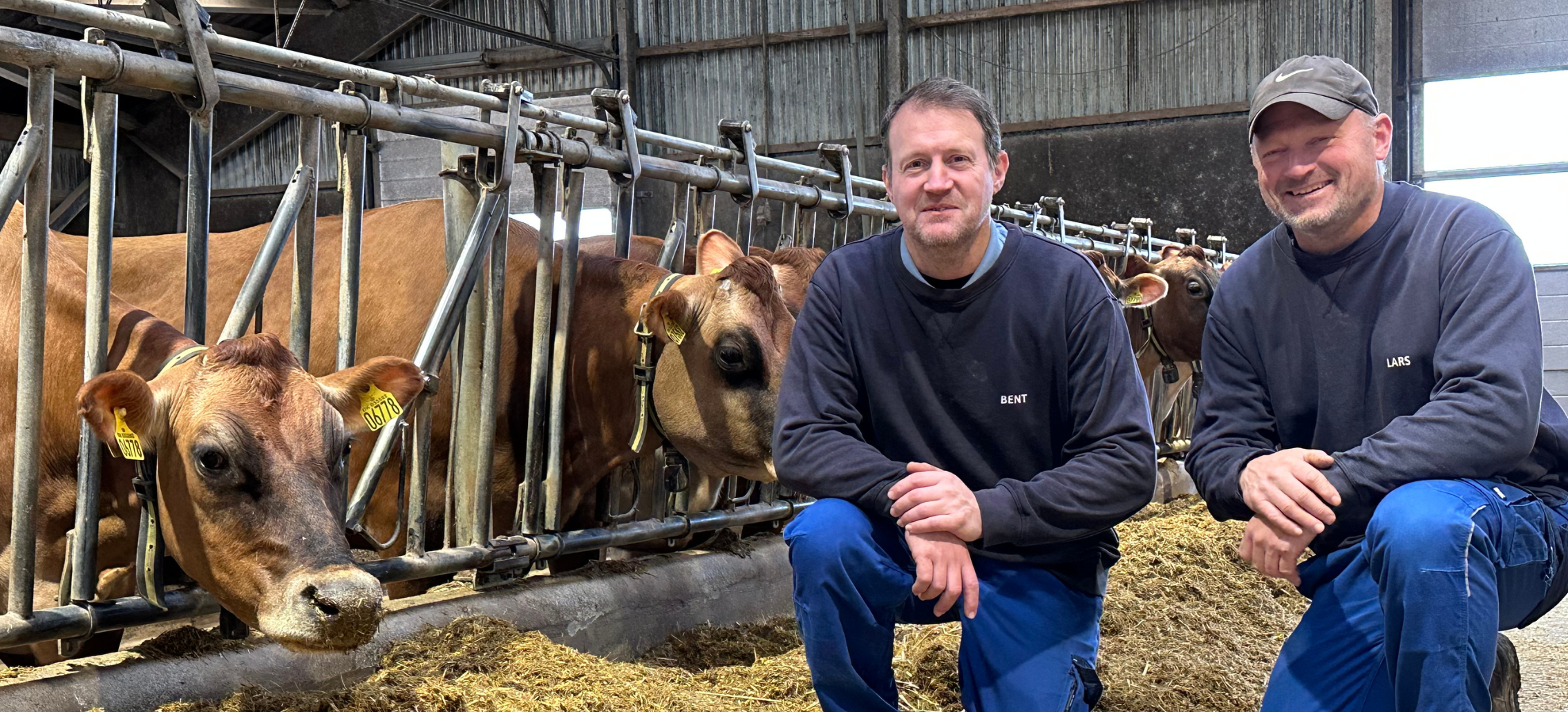 Bent Olesen, der driver Alstrup I/S sammen med sin bror Lars Olesen med koen 6778 (VJ Klov)