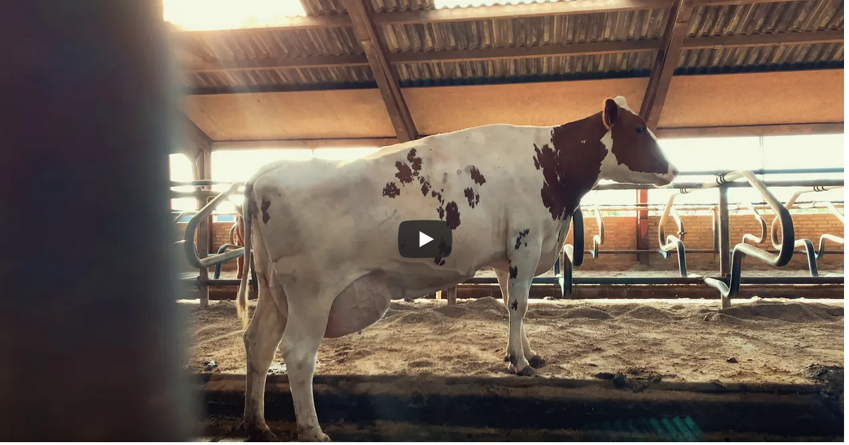 2021 06 28 At 08 35 20 Presentation Danishred