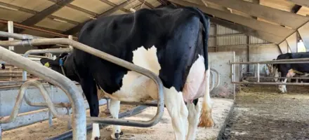 Mor Til VH Maestro Fra IS Spangsberg