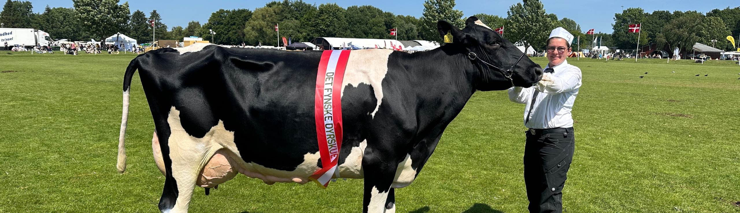 Holstein Ældre Model På Det Fynske Dyrskue 2025