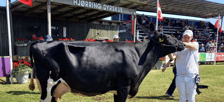 Bedste Ældre Holstein, Dyrskue I Hjørring