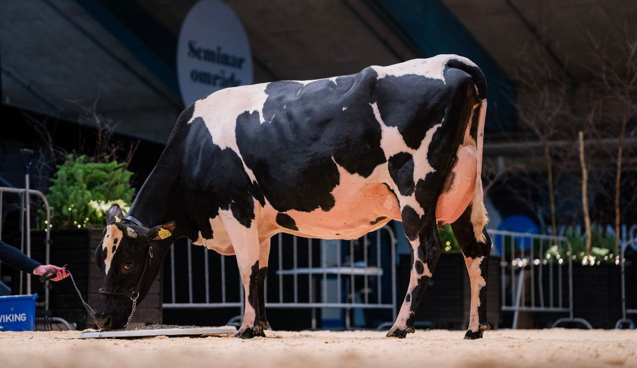 VH Brooklyn Datter (Golden Cross) Fra Lars Bo Larsen2