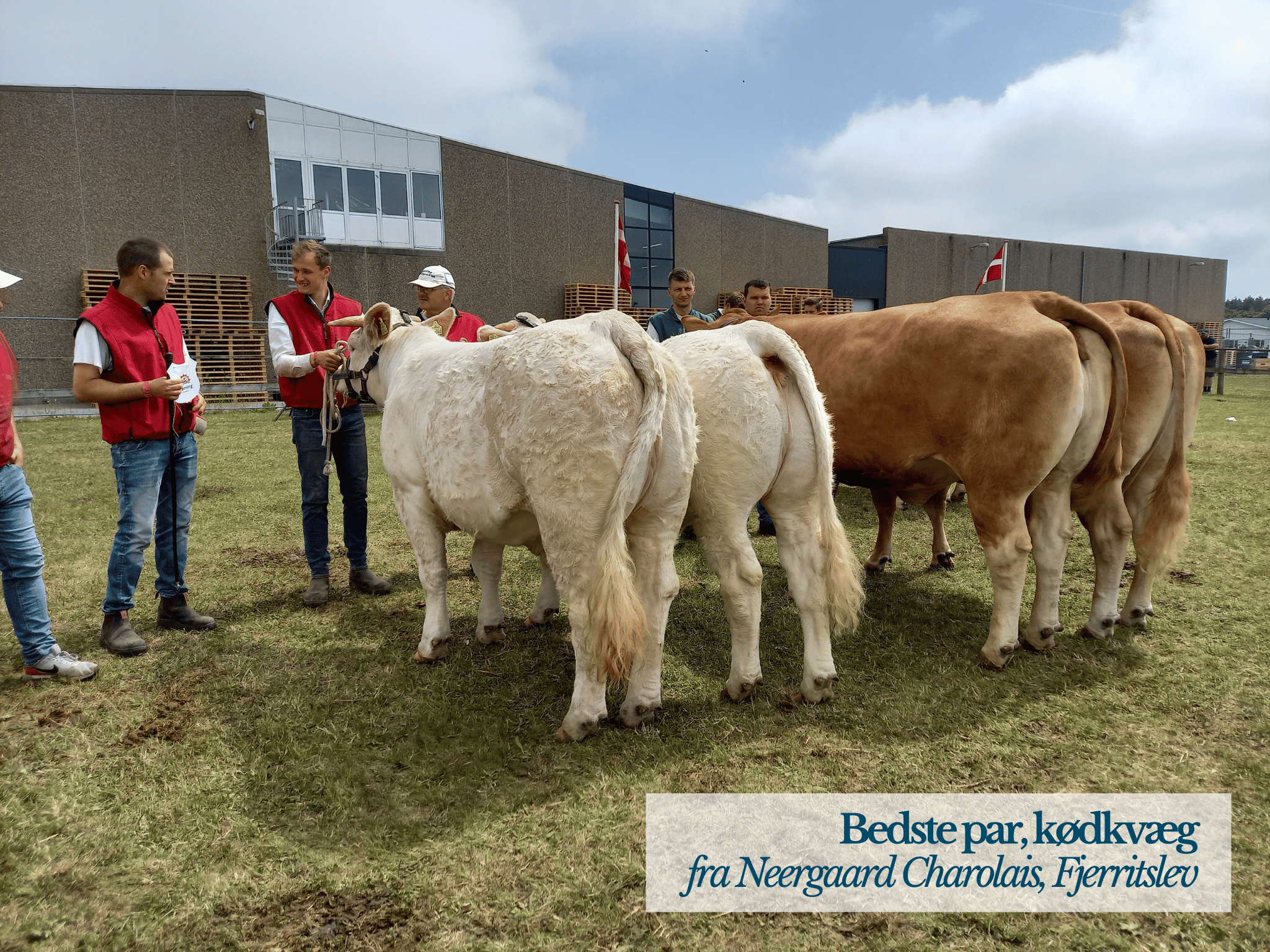 Bedste Par Kødkvæg, Hjørring Dyrskue