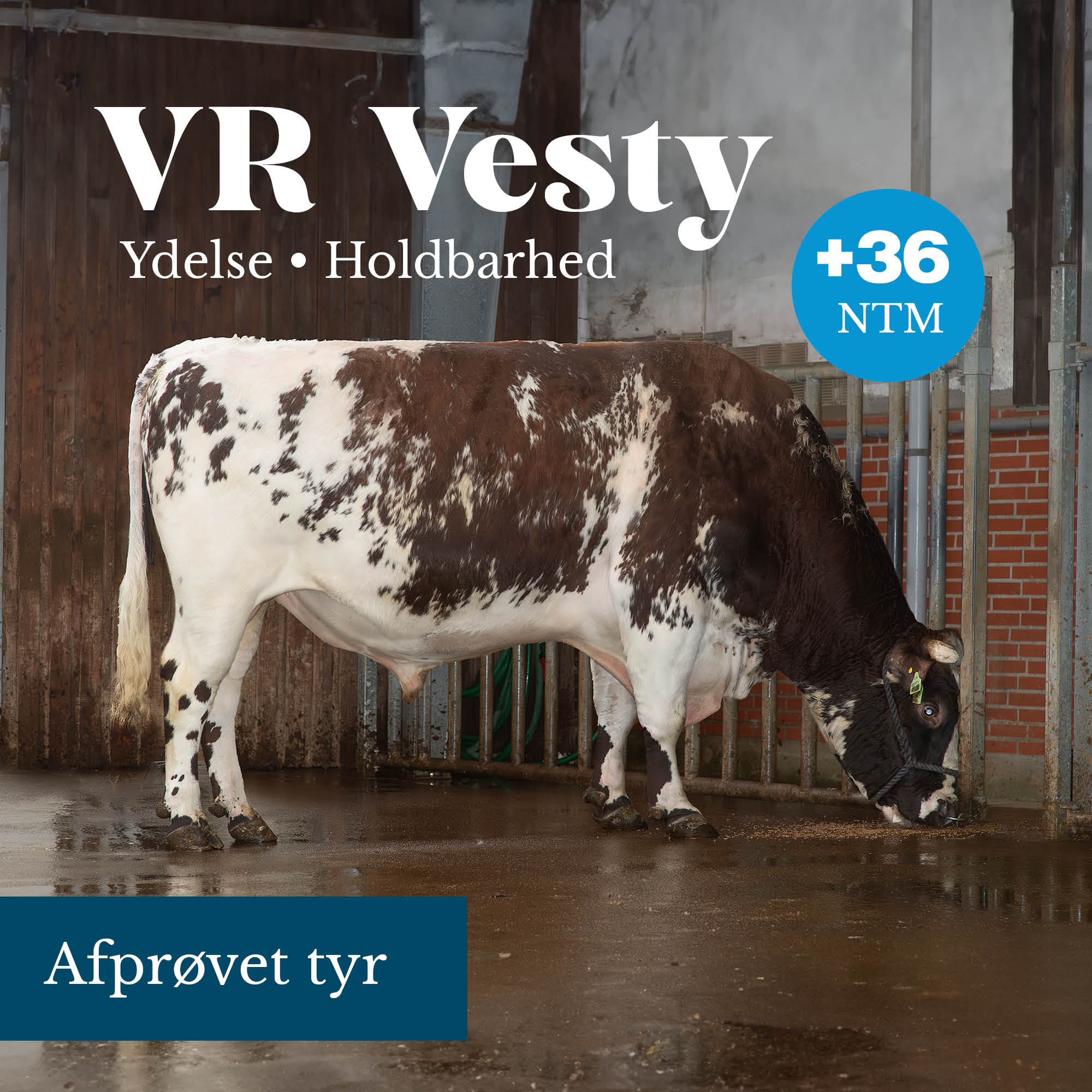 VR Vesty