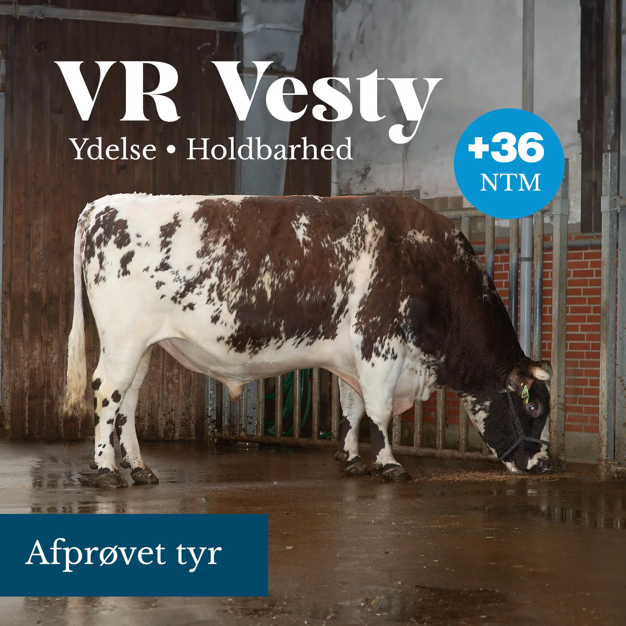 VR Vesty