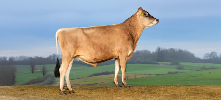 VJ Cincin I Naturomgivelser