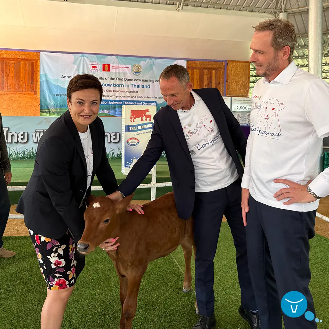 Red Cow Diplomacy Danika Calf Vikinggenetics 1 1080X1080