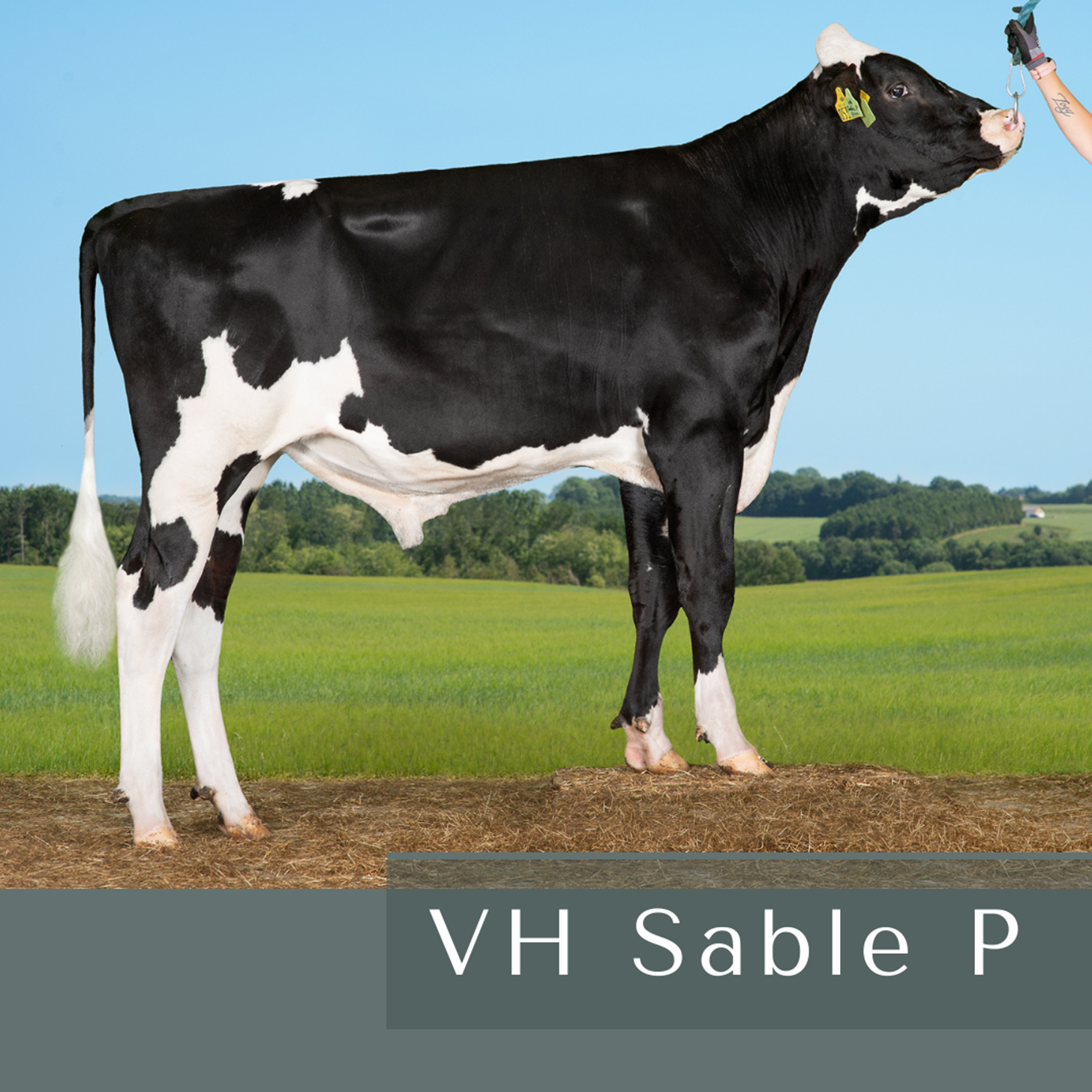 VH Sable P