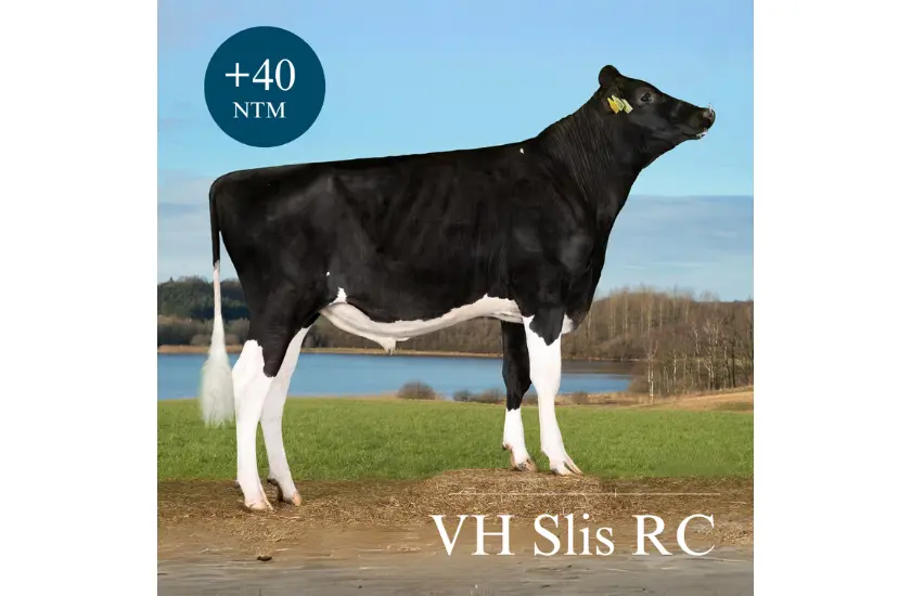 VH Slis RC (1)