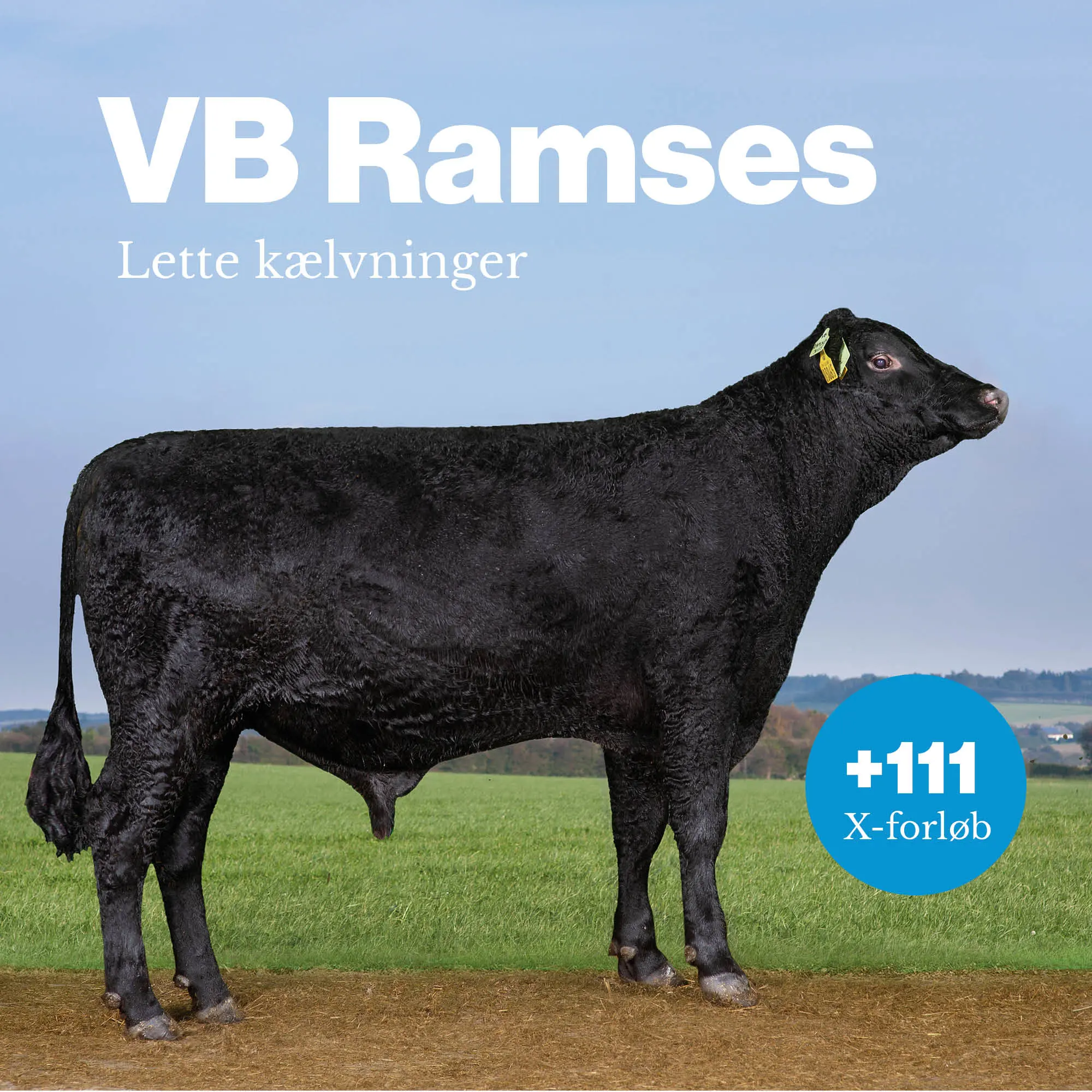 VB Ramses