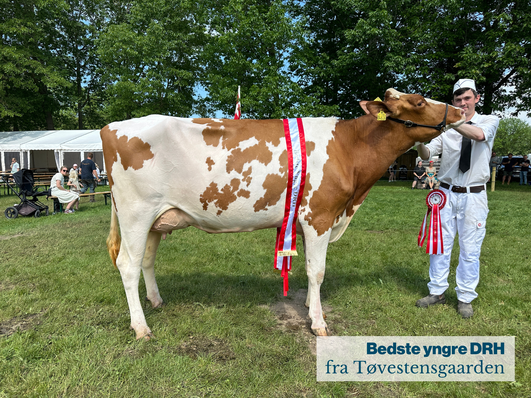 Bedste Yngre DRH Fra Tøvestensgaarden .JPG