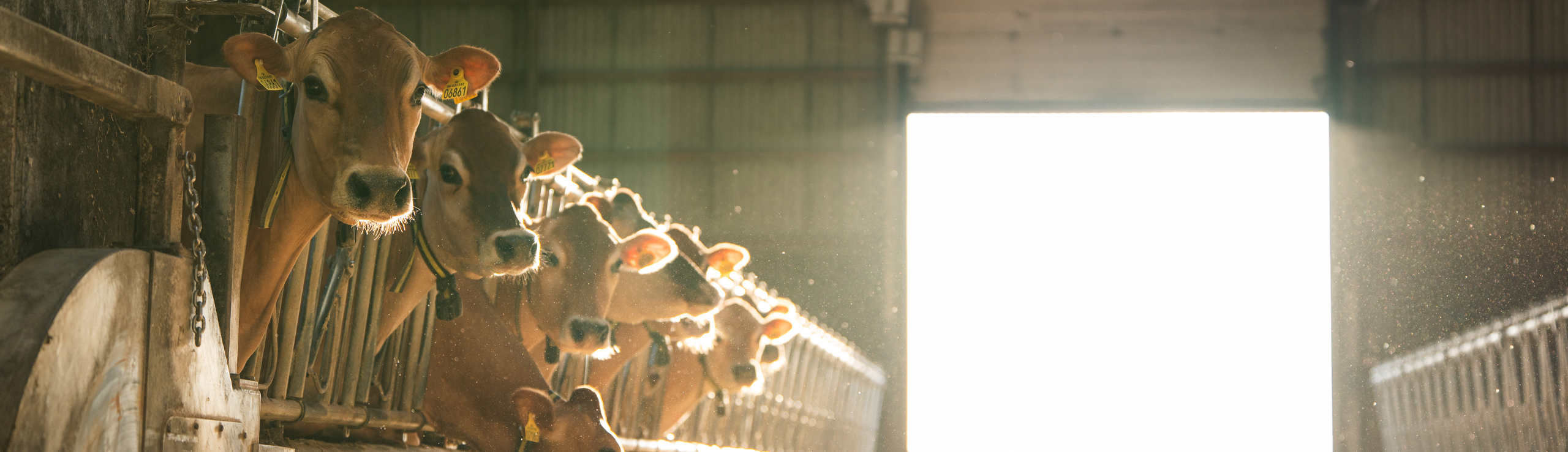 Jersey Køer I Stalden