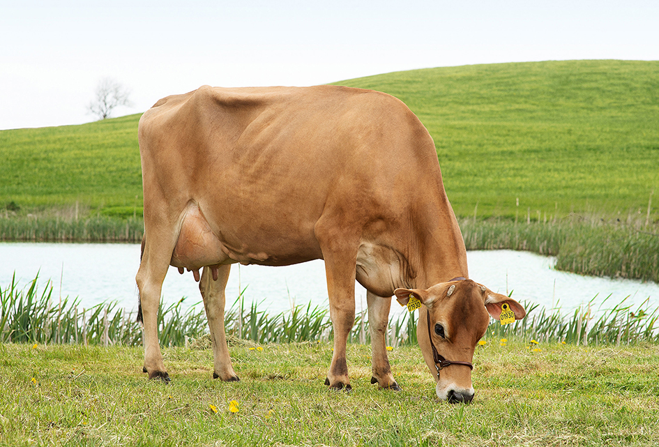 26341 1930 Vj Gislev1 Stemning Srgb Web