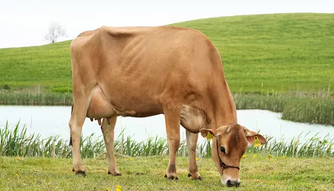 26341 1930 Vj Gislev1 Stemning Srgb Web