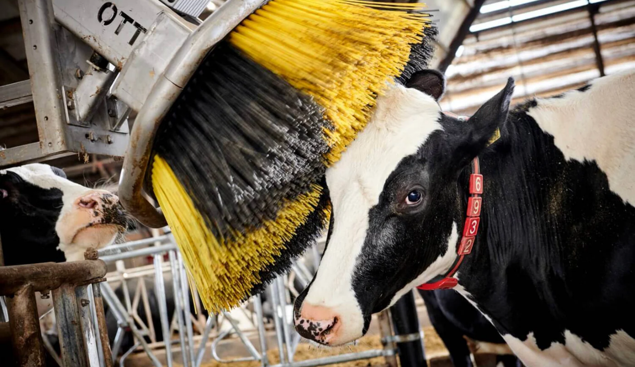 Half Hero Spot Kobørster Og Pelspleje