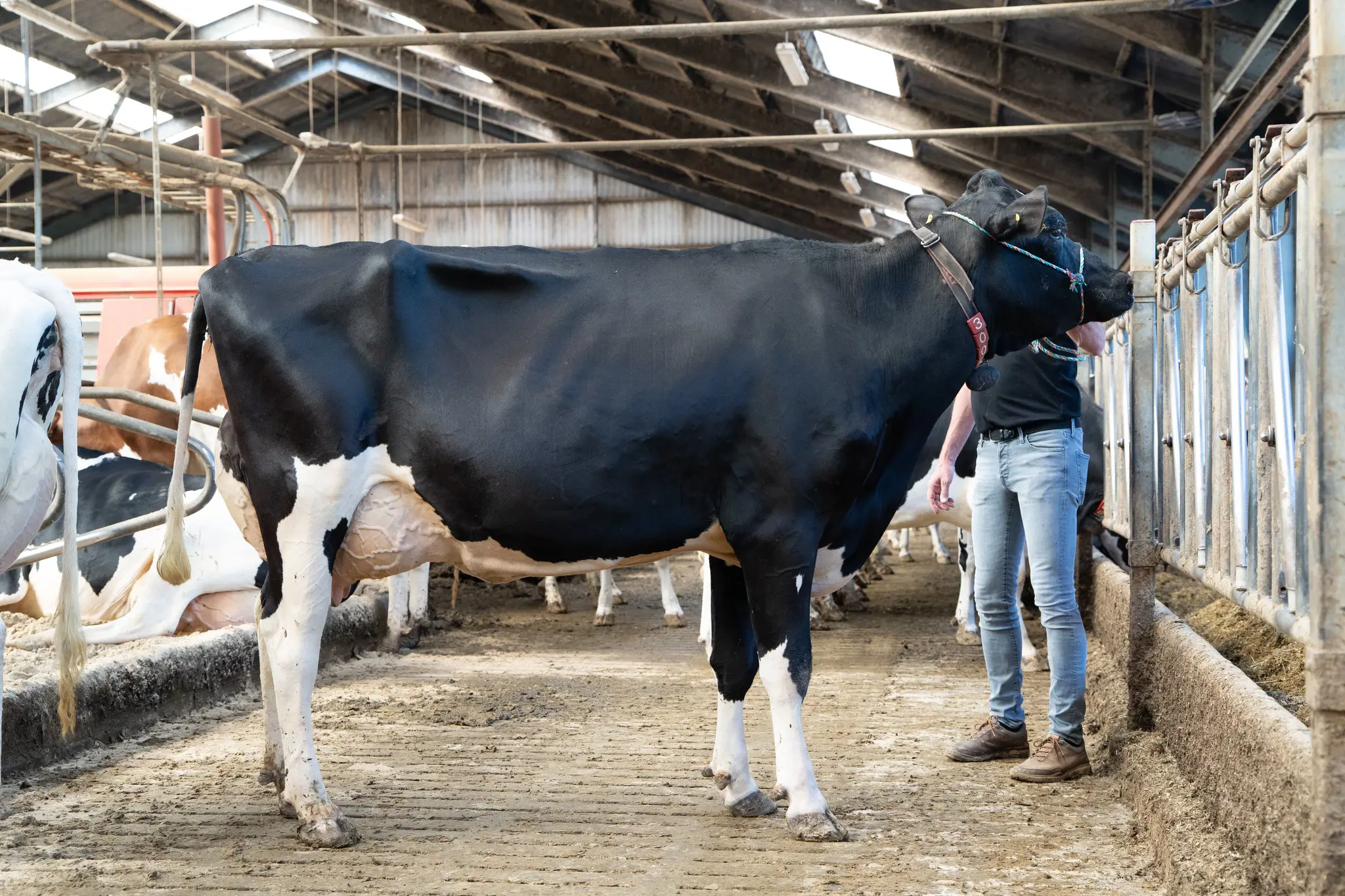 Mojito P Tyremor Til Fire Akturelle Tyre