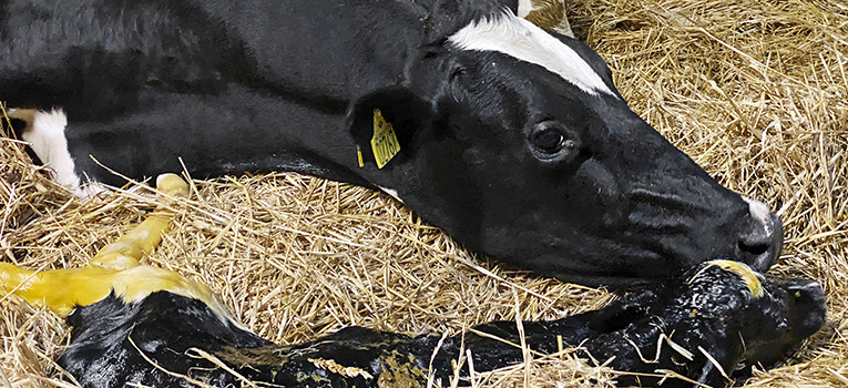 Helt Nyfødt Kalv Forside