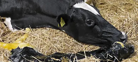 Helt Nyfødt Kalv Forside