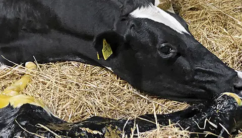 Helt Nyfødt Kalv Forside