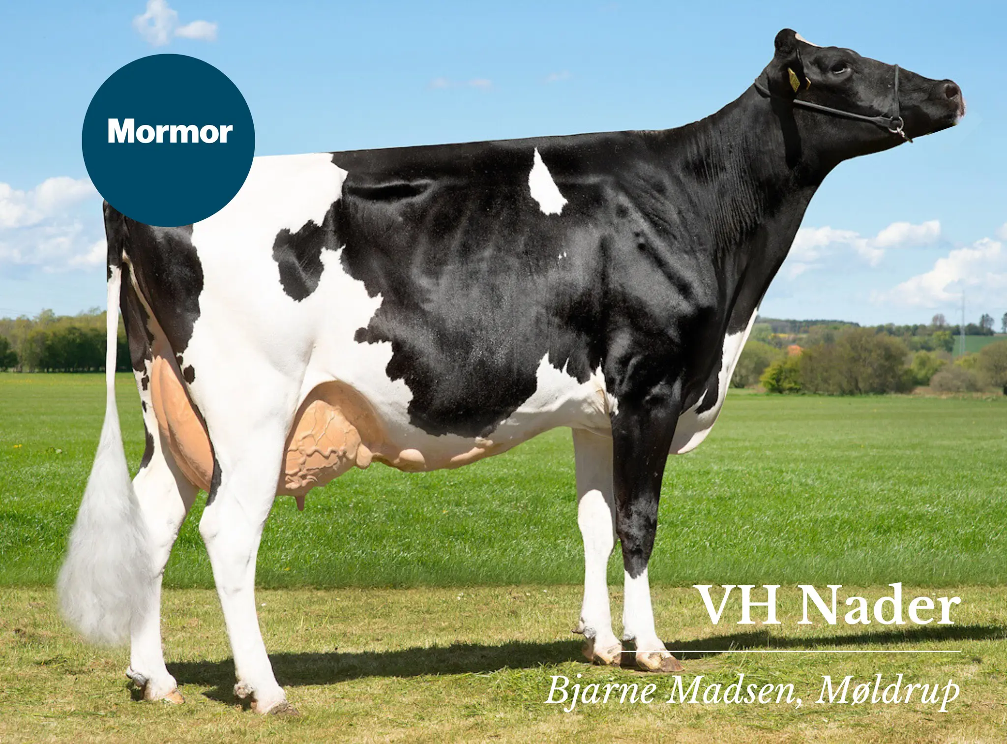 VH Nader Mormor