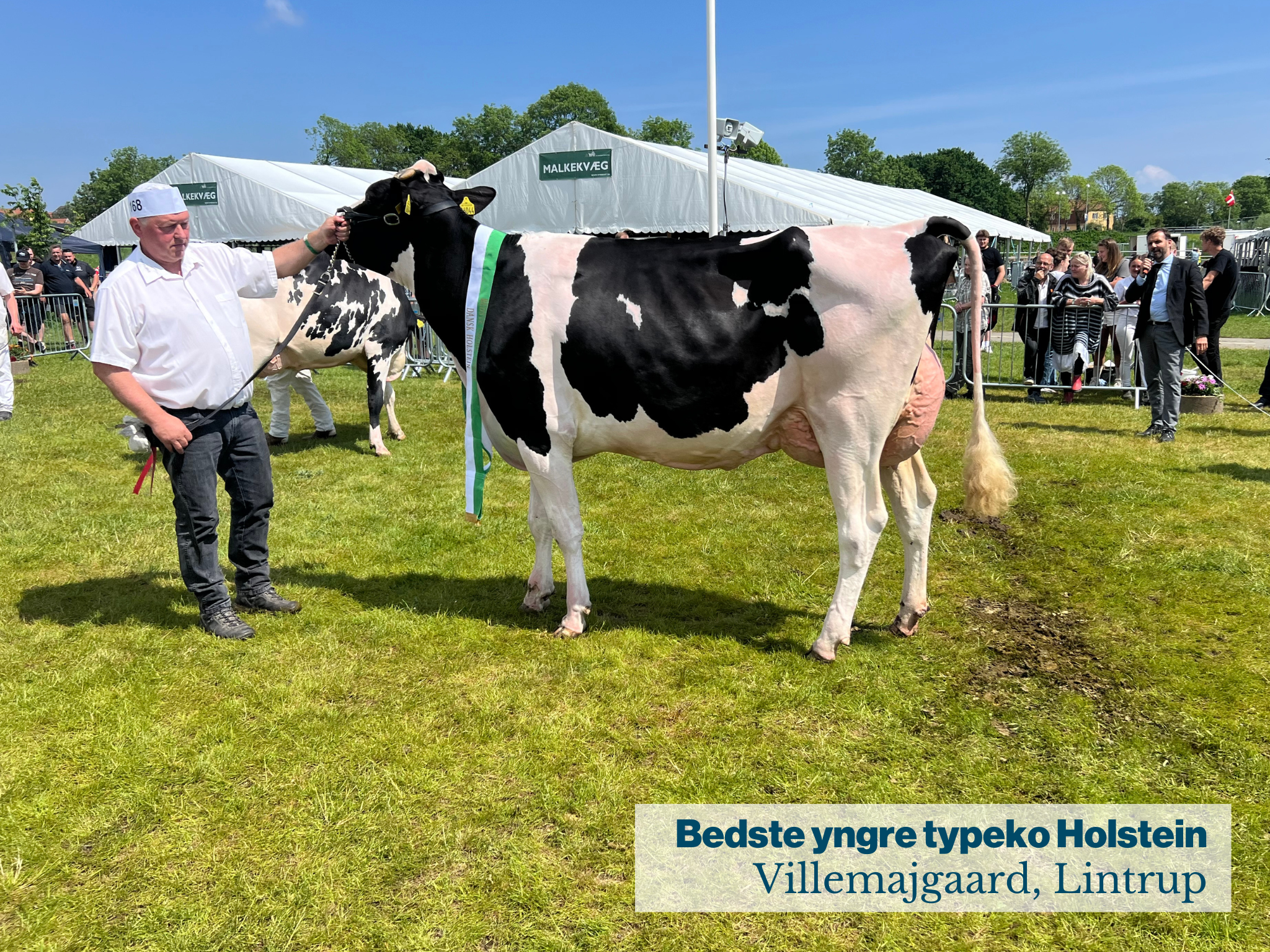 Bedste yngre typeko Holstein