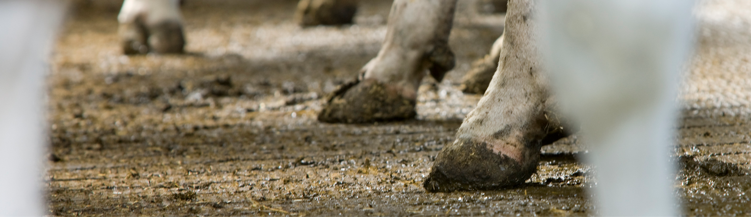 Sunde Klove På Standgang