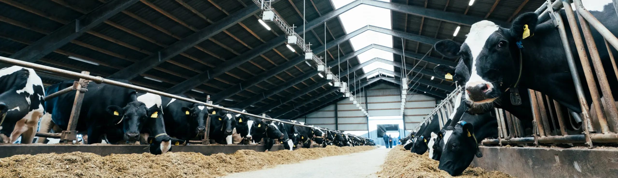 Køer spiser halm i stald