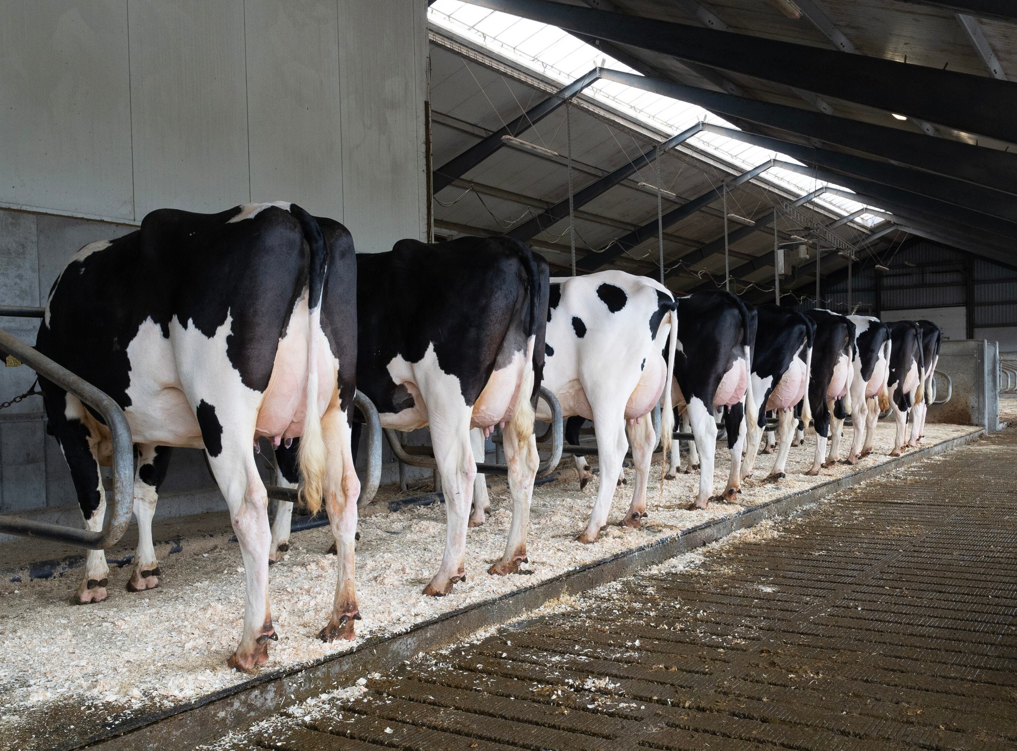 Ræ𝘬𝘬𝘦 𝘮𝘦𝘥 9 𝘥𝘺𝘳. A𝘭𝘭𝘦 𝘢𝘧𝘬𝘰𝘮 𝘦𝘧𝘵𝘦𝘳 𝘝𝘏 𝘵𝘺𝘳𝘦