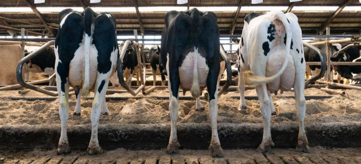 Fra Venstre Mistral, Mojito Og Magic (1)