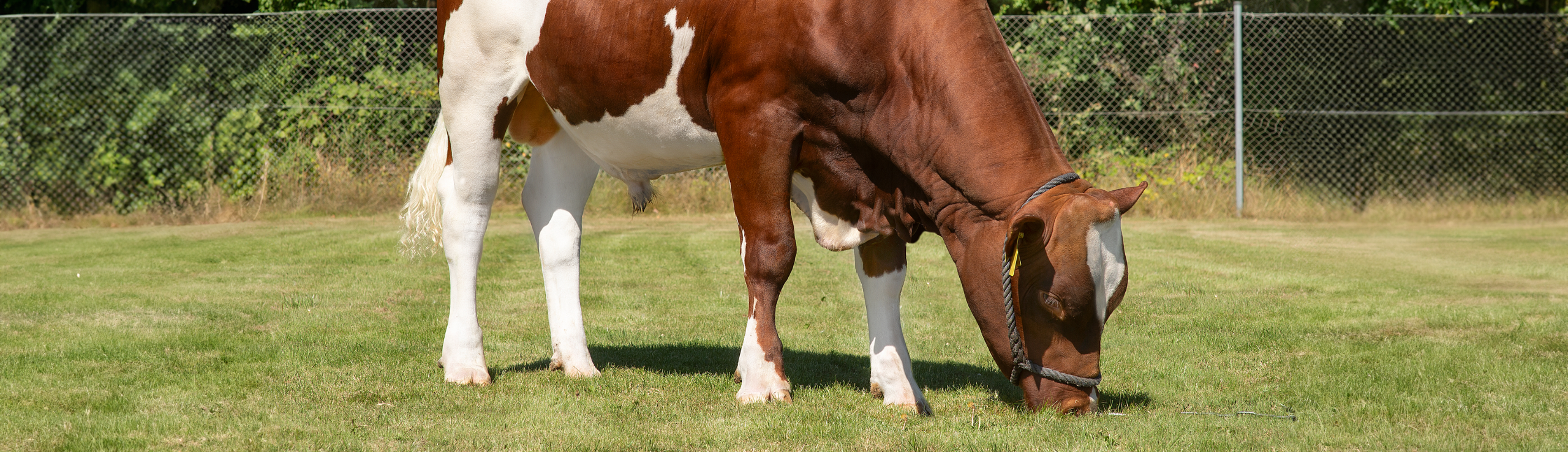 VR Unico P Imponerer På Reproduktion Med +116 I Frugtbarhed