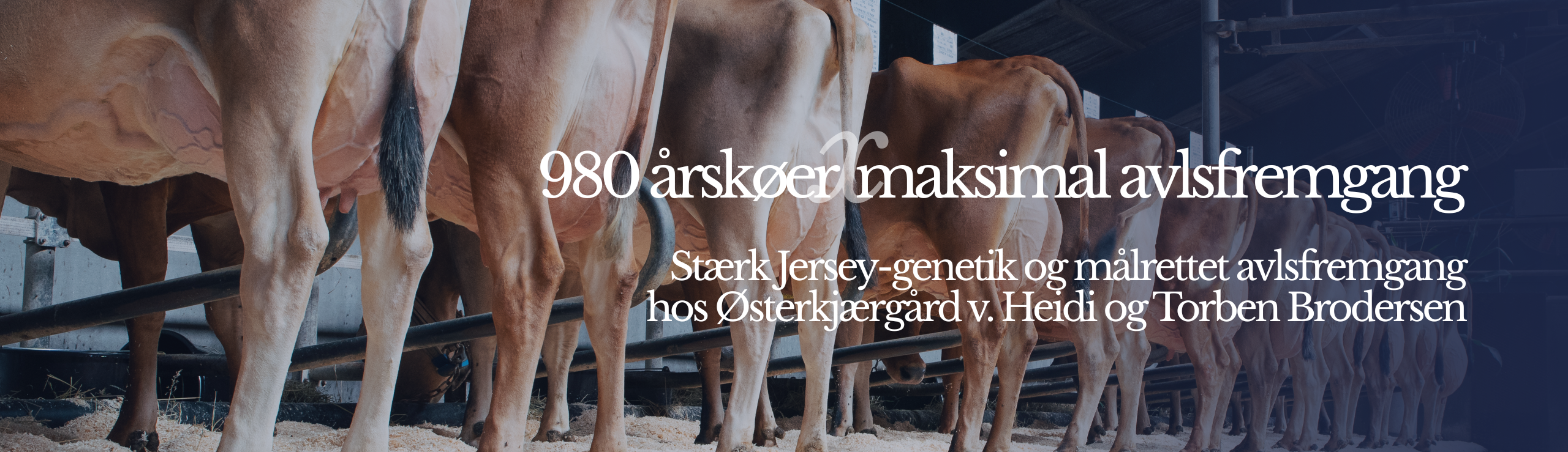 Stærk Jersey Genetik Og Molrettet Avlsfremgang Hos Østerkjærgård Ved Heidi Og Torben Brodersen
