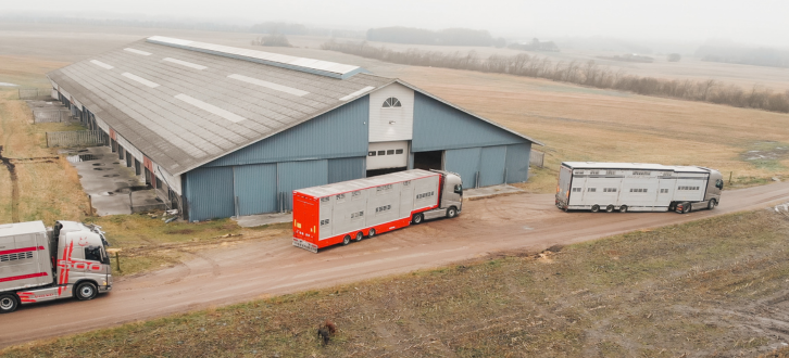 Lastbiler Afhenter Holstein Kvier I Varde