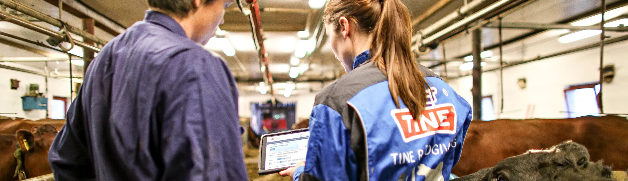 TINE Rådgiver Bruger Simherd I Stalden