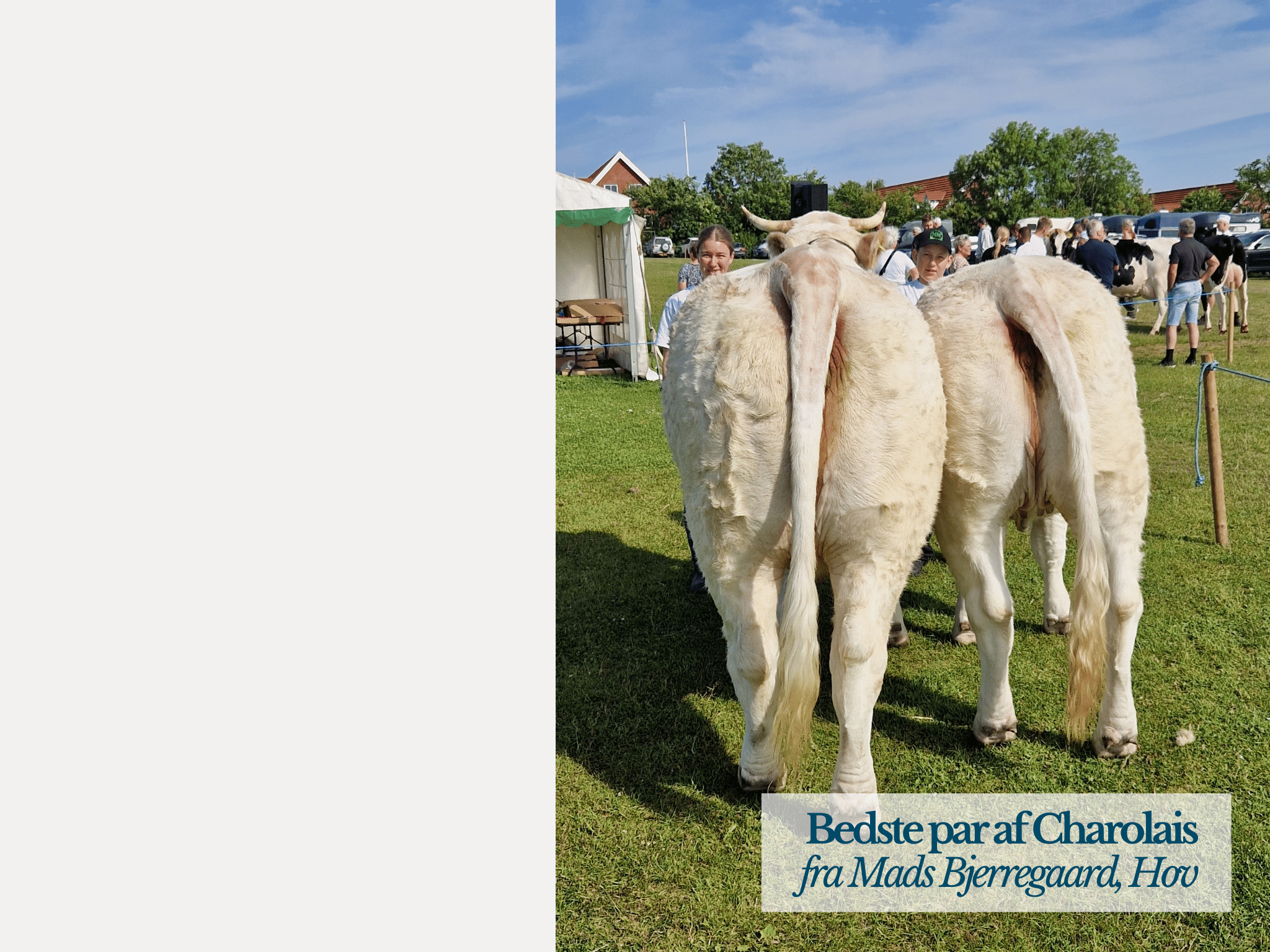 Bedste Par Kødkvæg, Thy Mors Dyrskue 2025