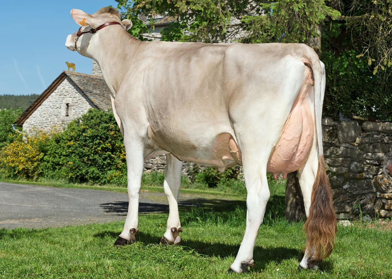 Histoire Fr1213001709 Huxoy M Gaec Chayrgues 12 Severac D Aveyron 3 4 Arrire Tte Haute Hd Srgb Web