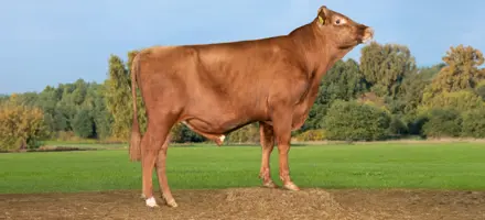 VR Exter I Naturlige Omgivelser