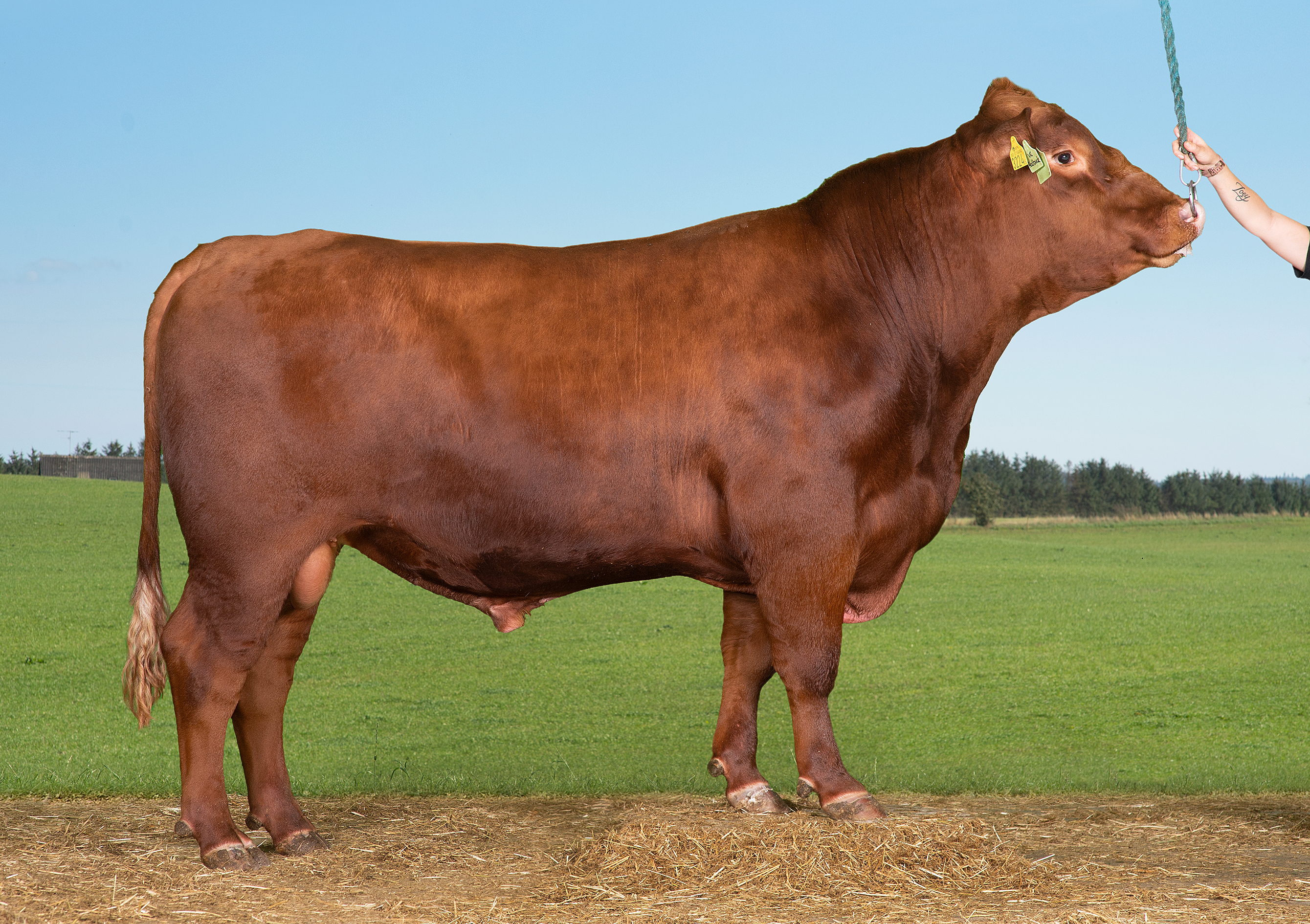 VB Redbuck 7338000477 (1)