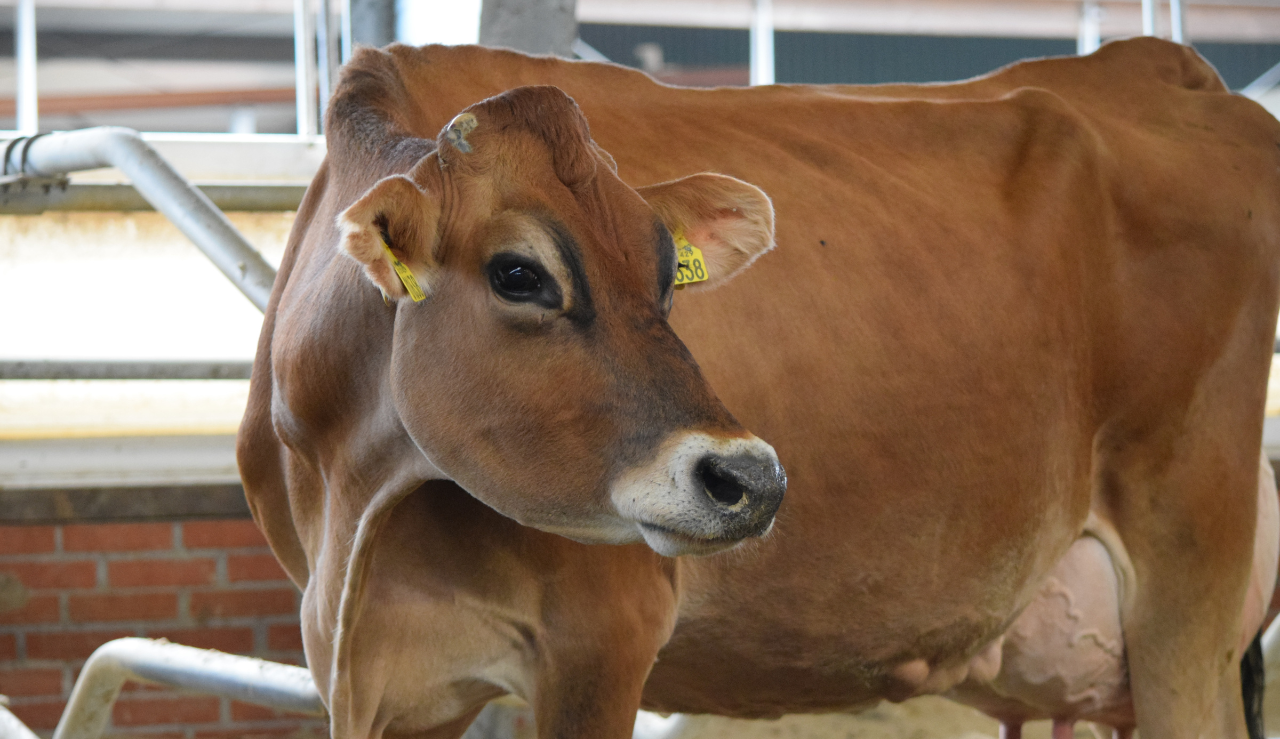 Half Hero Quarter Size 18