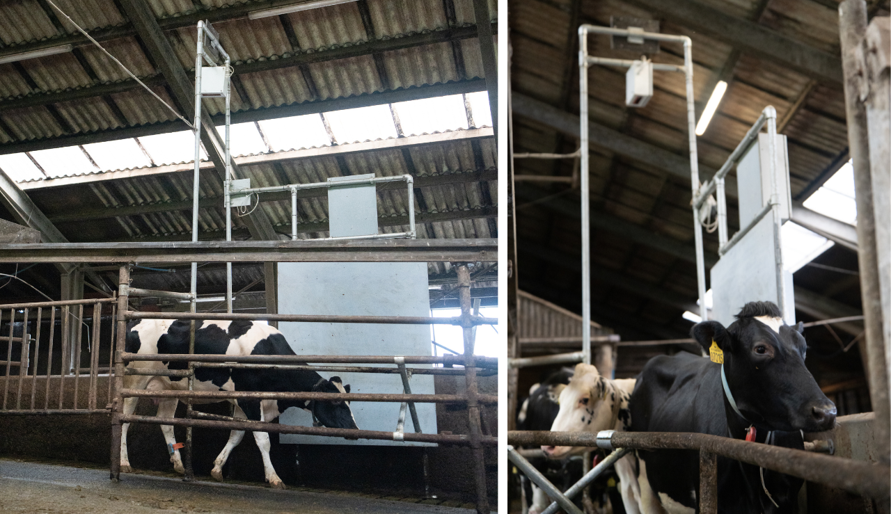 Holsteing Ko Der Går Igennem Cowfit