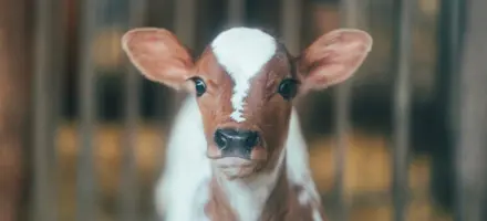 Kalv