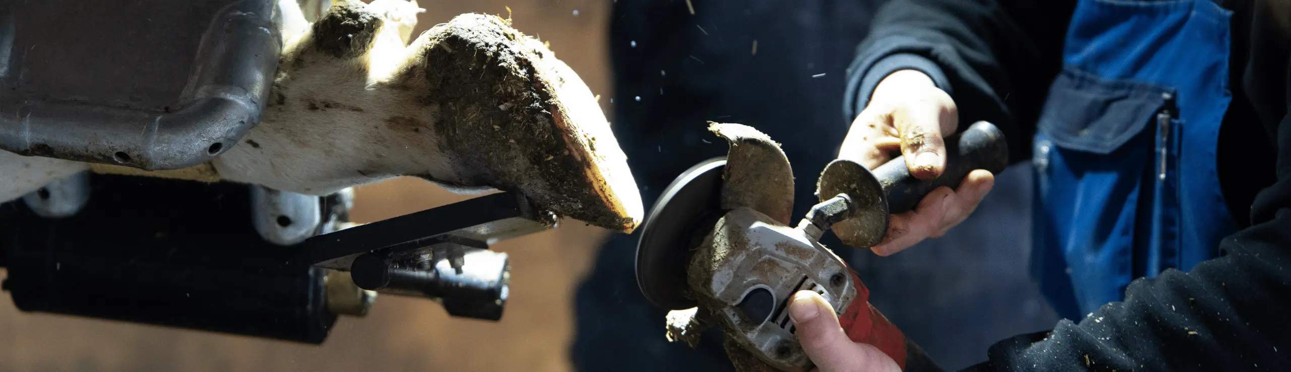 Klovbeskæring Bygholm Landbrugsskole